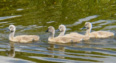 Four Little Swans.jpg