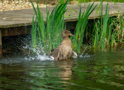 Mallard Bathing.jpg