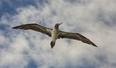 Blue Footed Booby.jpg