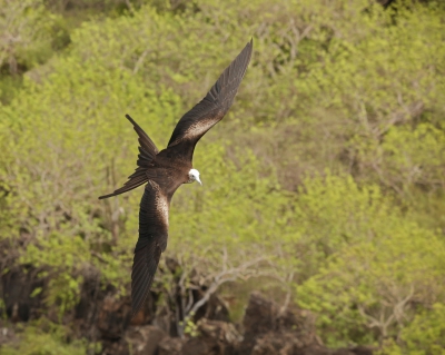 Frigate Bird 2.jpg