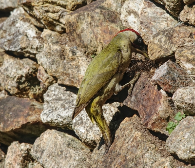 Green Woodpecker.jpg