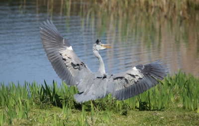 Grey Heron.jpg