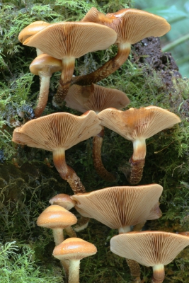 Honey Fungus.jpg