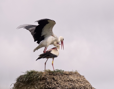 Mating White Storks.jpg
