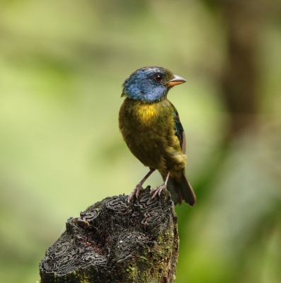 Moss-backed Tanager.jpg