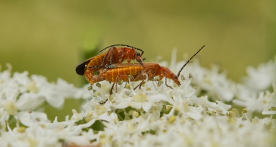 Red Soldier Beetles.jpg
