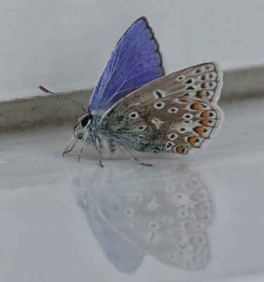Butterfly Reflection.jpg