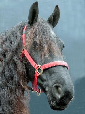 Frisian Horse.jpg