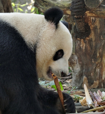 Giant Panda Eating Bamboo.jpg