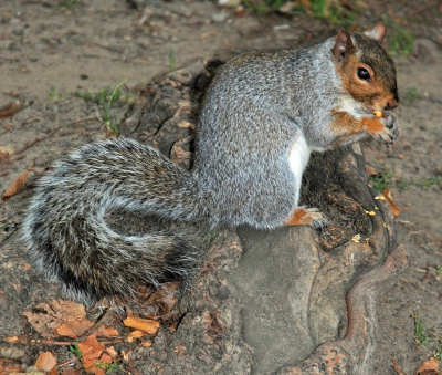 Grey Squirrel.jpg