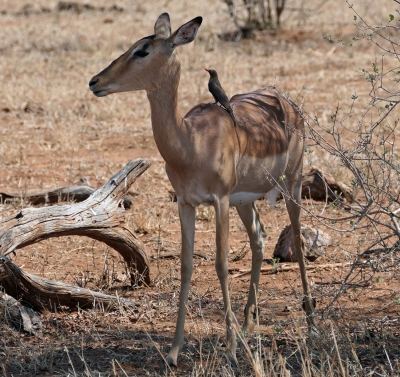 Impala & Oxpecker.jpg