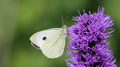 Large White Butterfly.jpg