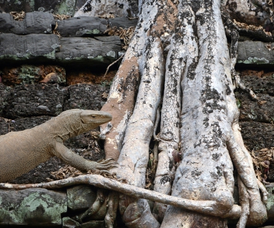 Monitor Lizard on Tree Root.jpg