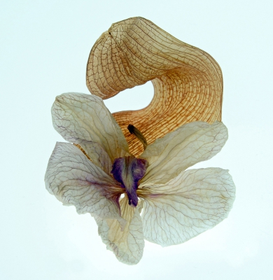 Orchid Skeleton.jpg