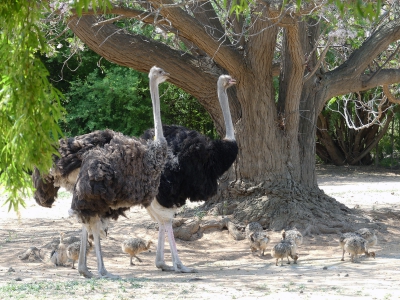 Ostrich Family.jpg
