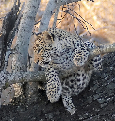 Resting Leopard Cub.jpg