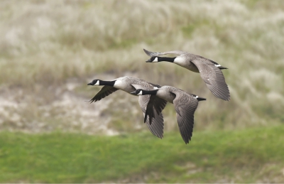 Canada Geese.jpg