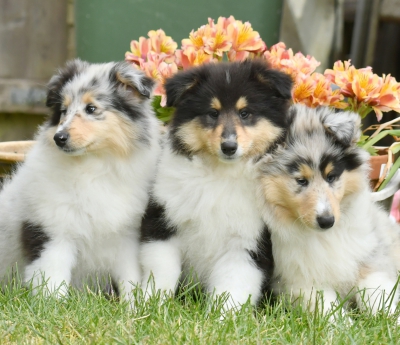 Collie Pups.jpg
