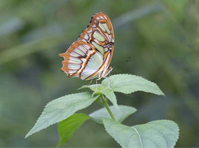 Malachite Butterfly.jpg