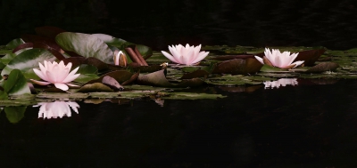 Water Lillies.jpg