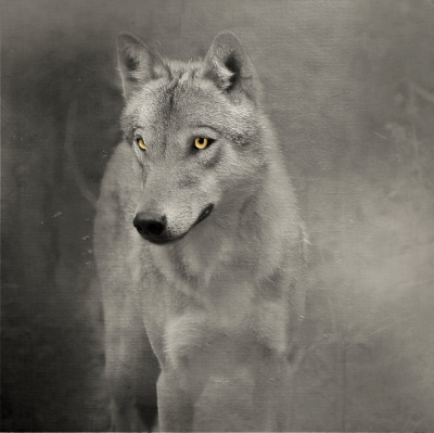 Wolf.jpg