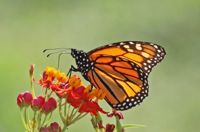 A Monarch Butterly.jpg
