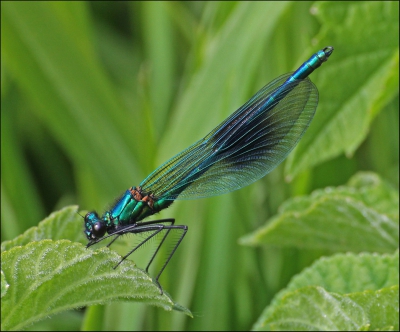 Banded Demoiselle.jpg