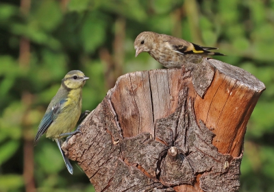 Bluetit and Goldfinch.jpg