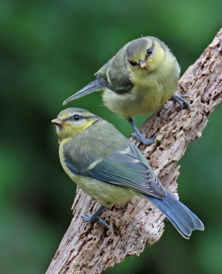 Bluetits