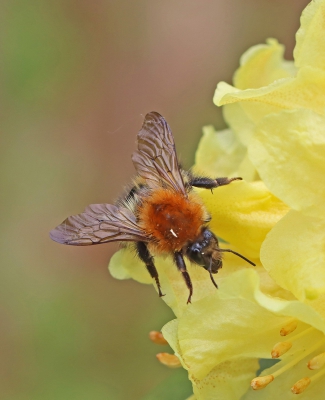Carder Bee.jpg