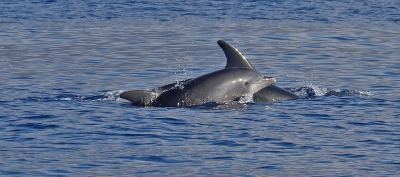 Dolphin Calf.jpg