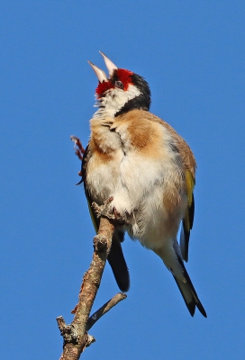 Goldfinch Chirping.jpg