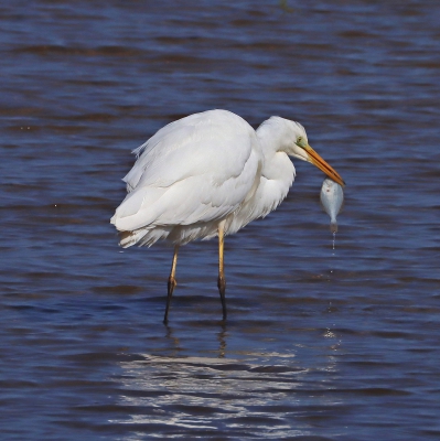 Great White Egret with Fish.jpg