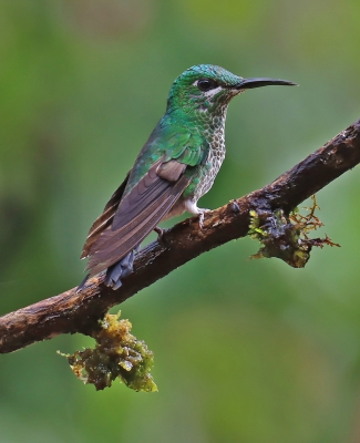 Green Crowned Brilliant Hummingbird.jpg