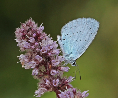 Holly Blue Butterfly.jpg