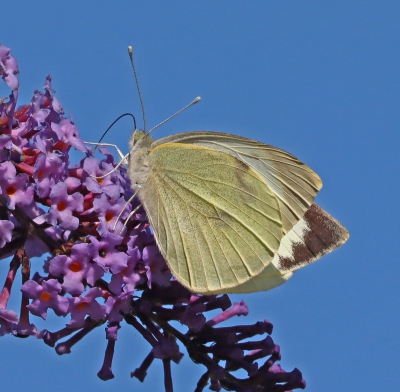 Large White Butterfly.jpg
