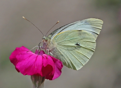 Large White Not Quite Perfect.jpg