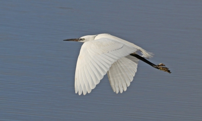 Little Egret in Flight.jpg