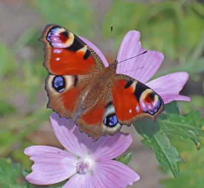 Peacock Butterfly.jpg