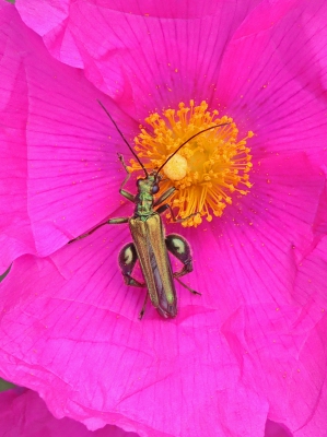 Thick-legged Flower Beetle.jpg