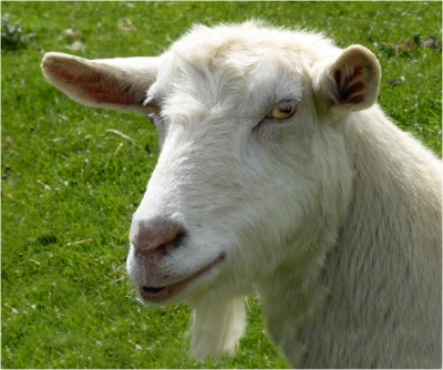 Billy Goat.jpg