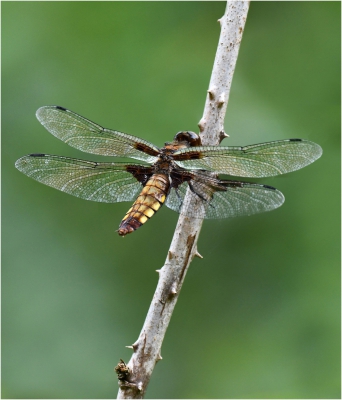Broad Bodied Chaser.jpg