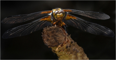Broad-bodied Chaser Head.jpg