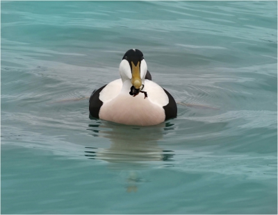 Eiderduck with Crab.jpg