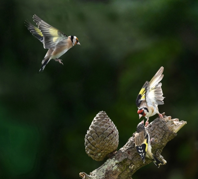 Goldfinch Feeding Post.jpg