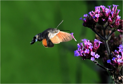 Humming Bird Hawk Moth 2.jpg