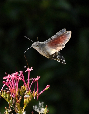 Hummingbird Hawk Moth.jpg