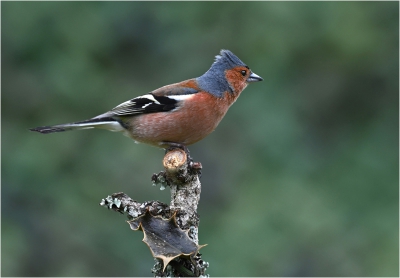 Male Chaffinch.jpg