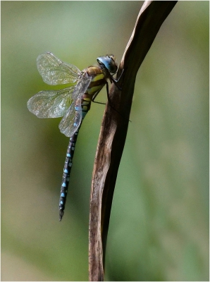 Newly Emerged Emperor Dragonfly.jpg