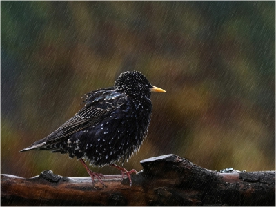 Rainy Day Feeling.jpg